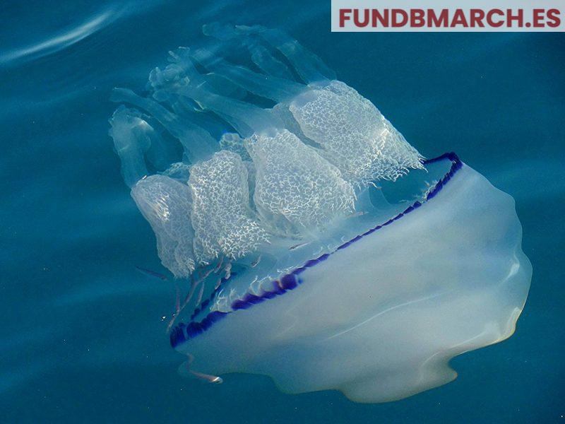 Las medusas: criaturas antiguas con un futuro en riesgo