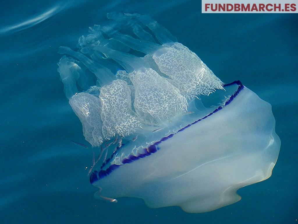 Las medusas: criaturas antiguas con un futuro en riesgo