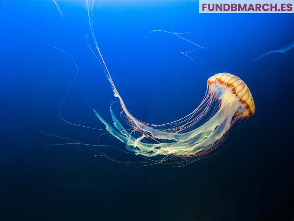 Las medusas: criaturas antiguas